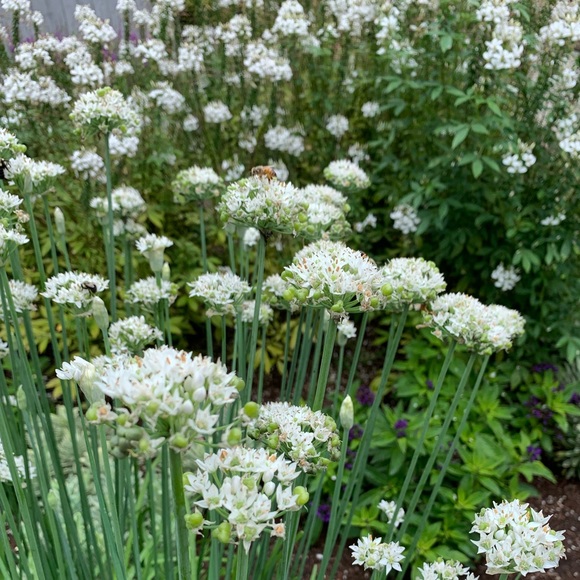 Meet your Posher, Keira - Picture 1 of 1